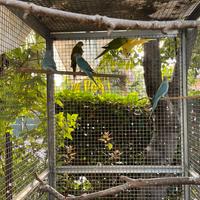 Parrocchetti dal collare