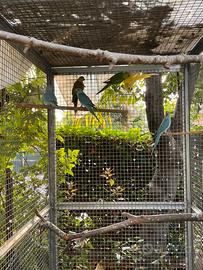 Parrocchetti dal collare