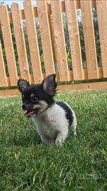 Chihuahua cuccioli maschi