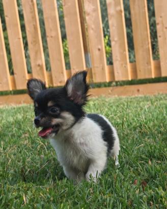 Chihuahua cuccioli maschi