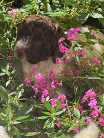 Lagotto romagnolo