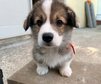 Cucciola Welsh Corgi Pembroke
