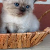 Gattina Scottish
