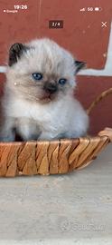 Gattina Scottish