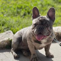 Bulldog francese adulto