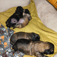 Pechinesi Tibetano Spaniel