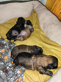 Pechinesi Tibetano Spaniel