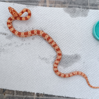 Serpente del grano Pantherophis guttatus Elaphe