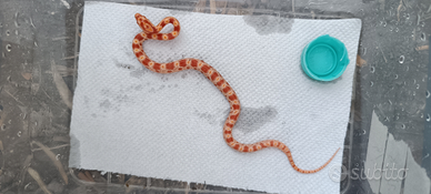 Serpente del grano Pantherophis guttatus Elaphe