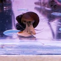 Tylomelania yellow, lumaca d'acqua dolce