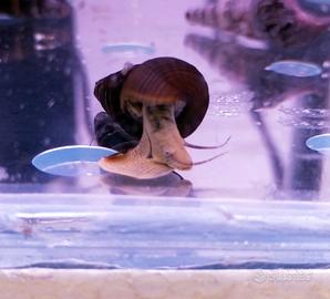 Tylomelania yellow, lumaca d'acqua dolce