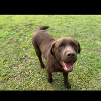 Labrador marrone femmina