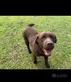 Labrador marrone femmina