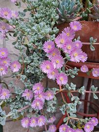 Oscularia deltoides pianta grassa ghiaccio rosa