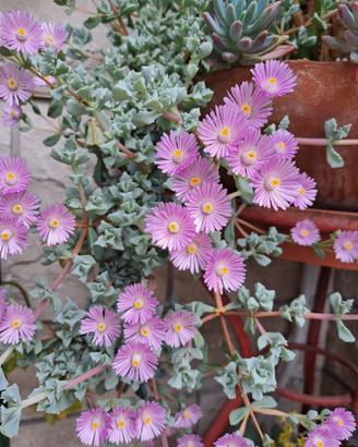 Oscularia deltoides pianta grassa ghiaccio rosa