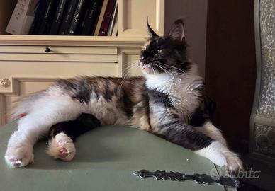 Femmina adulta di maine coon