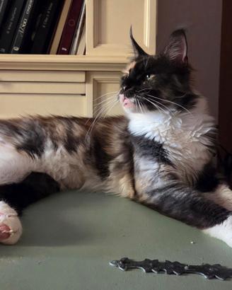 Femmina adulta di maine coon