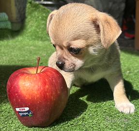 Cuccioli chihuahua