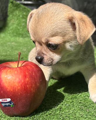 Cuccioli chihuahua