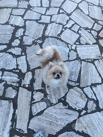Spitz di Pomerania