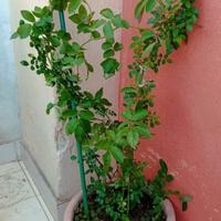Rosa rampicante 