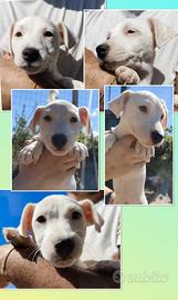 Jack Russell terrier