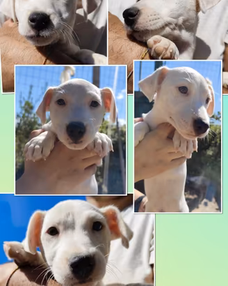 Jack Russell terrier