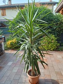 Pianta Yucca a prezzo interessante 