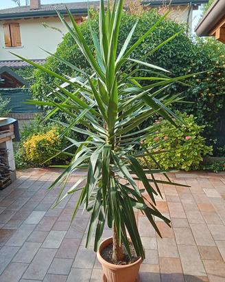 Pianta Yucca a prezzo interessante 