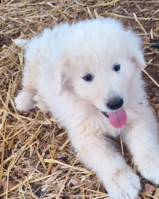 Cucciolo pastore maremmano abruzzese