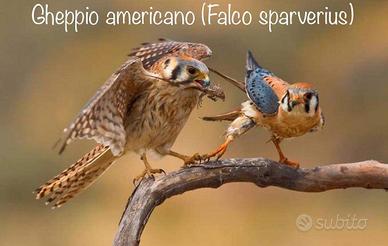Falchi e gheppi con cites