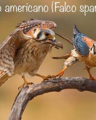 Falchi e gheppi con cites