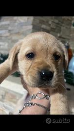 Cuccioli di Labrador originali