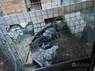 Galine Australorp blu