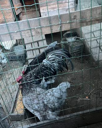 Galine Australorp blu