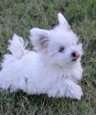 Cucciolo Maltese