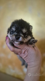 Spitz tedesco nano Pomerania