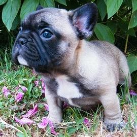 Bouledogue francese