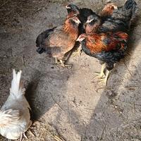 Pulcini araucana e cemani