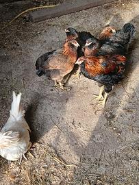 Pulcini araucana e cemani