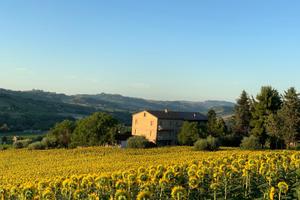 Tenuta nelle colline marchigiane - casale di 315 m