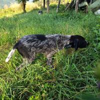 Cucciola Bracco Tedesco/Pointer