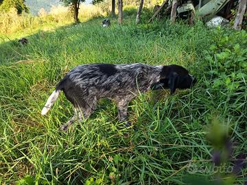 Cucciola Bracco Tedesco/Pointer