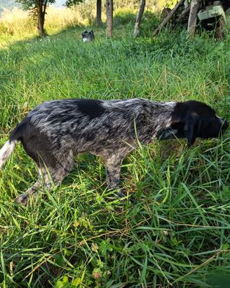 Cucciola Bracco Tedesco/Pointer