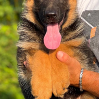 Stupendi cuccioli di pastore tedesco