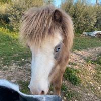 Mini pony