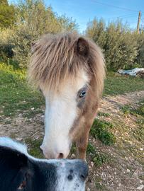 Mini pony