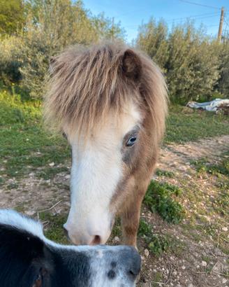 Mini pony