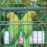 Parrocchetti dal collare