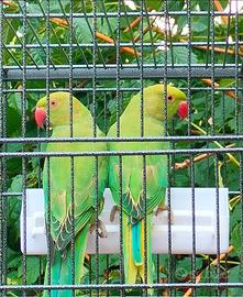 Parrocchetti dal collare